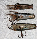 canepole003008.jpg