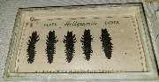 canepole004005.jpg