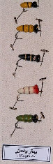 canepole005002.jpg