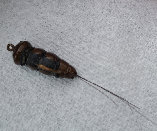 canepole006005.jpg