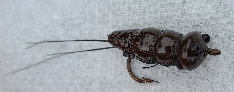 canepole006006.jpg