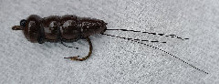canepole006007.jpg